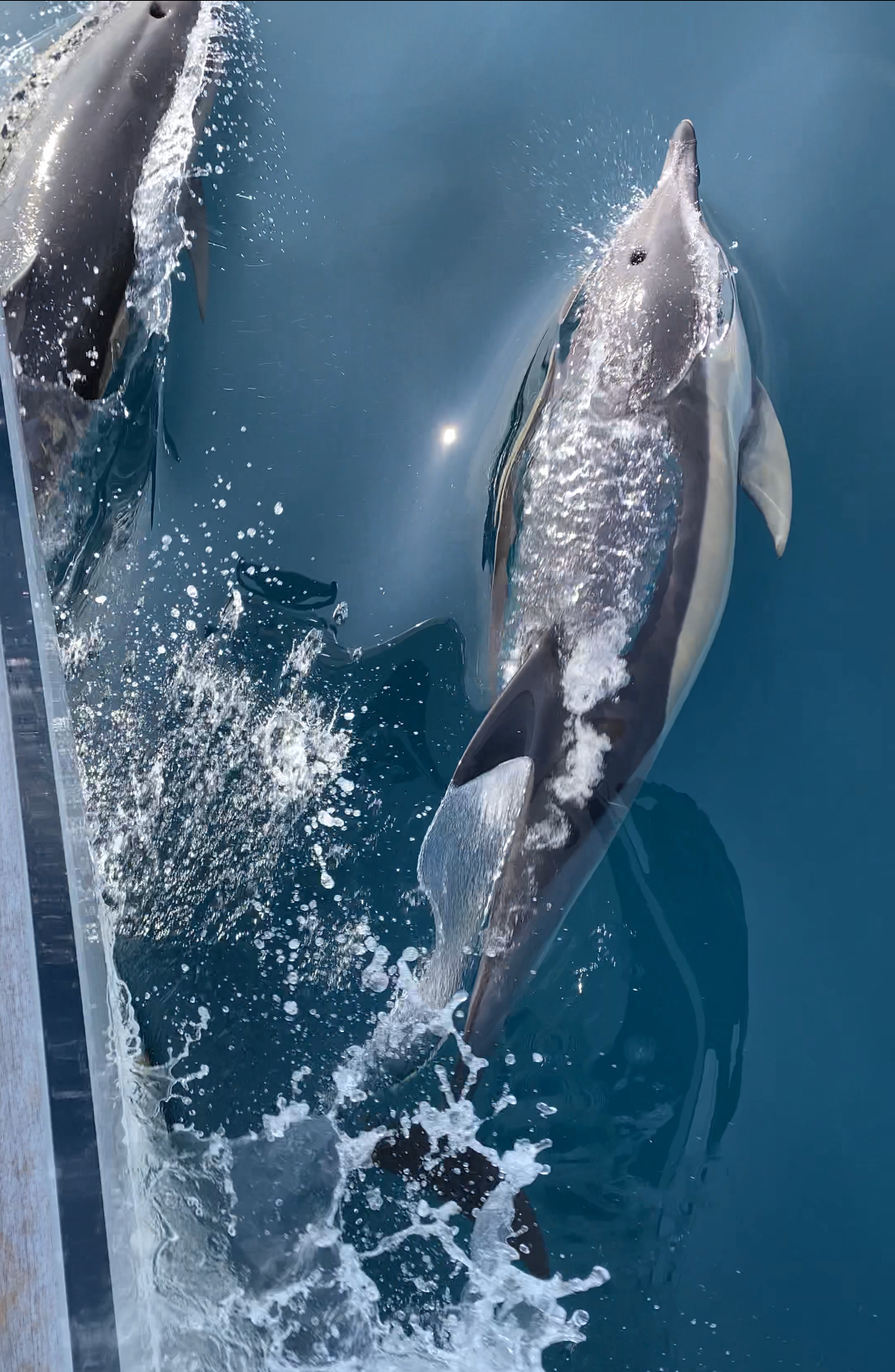 Dolphins on the bow of a sailing yacht